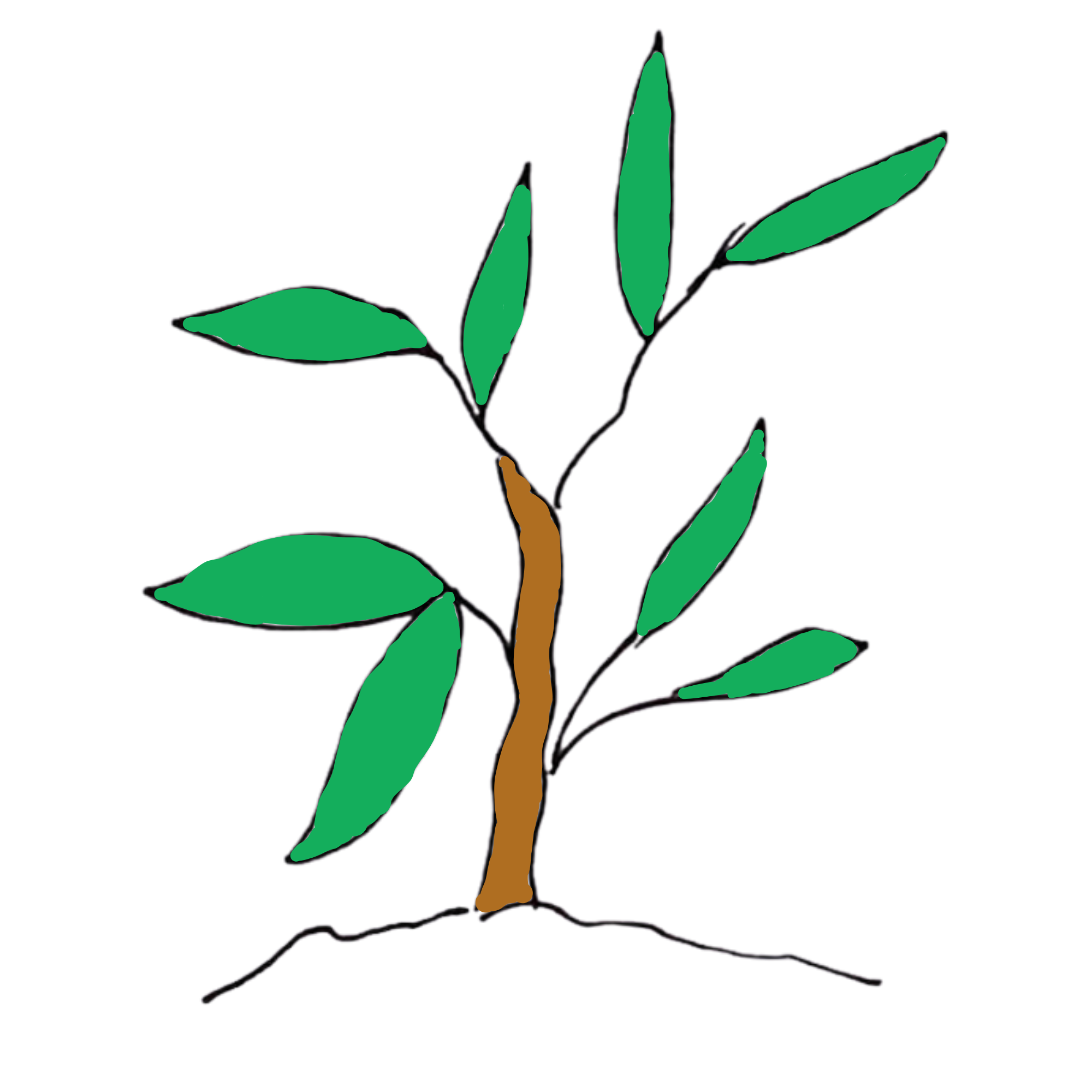 plante plante